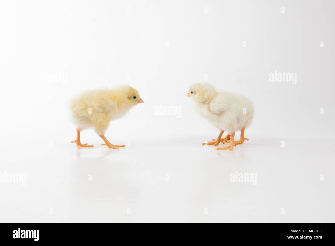 I pulcini di giocare a nascondino sul retro bianco massa Foto Stock