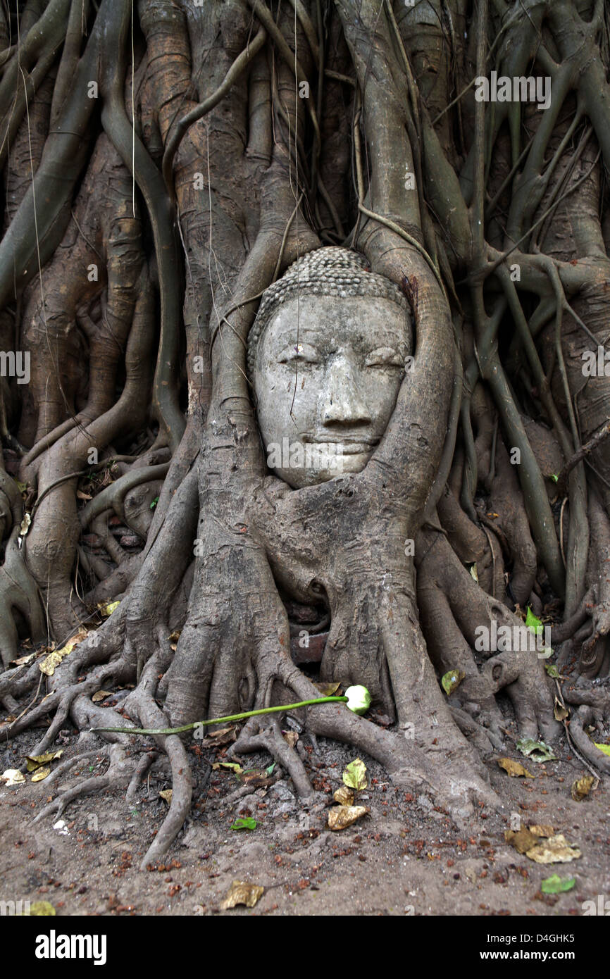 Albero che cresce attorno alla testa di un buddha di Wat Phra Mahathat, Ayutthaya. Foto Stock