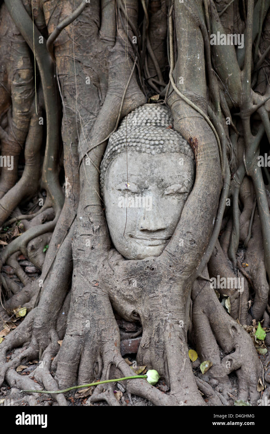 Albero che cresce attorno alla testa di un buddha di Wat Phra Mahathat, Ayutthaya. Foto Stock