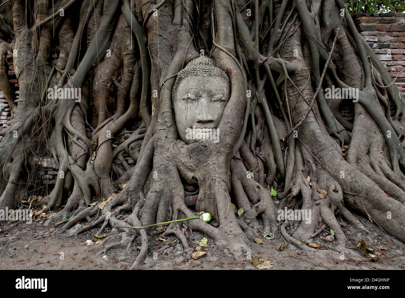 Albero che cresce attorno alla testa di un buddha di Wat Phra Mahathat, Ayutthaya. Foto Stock