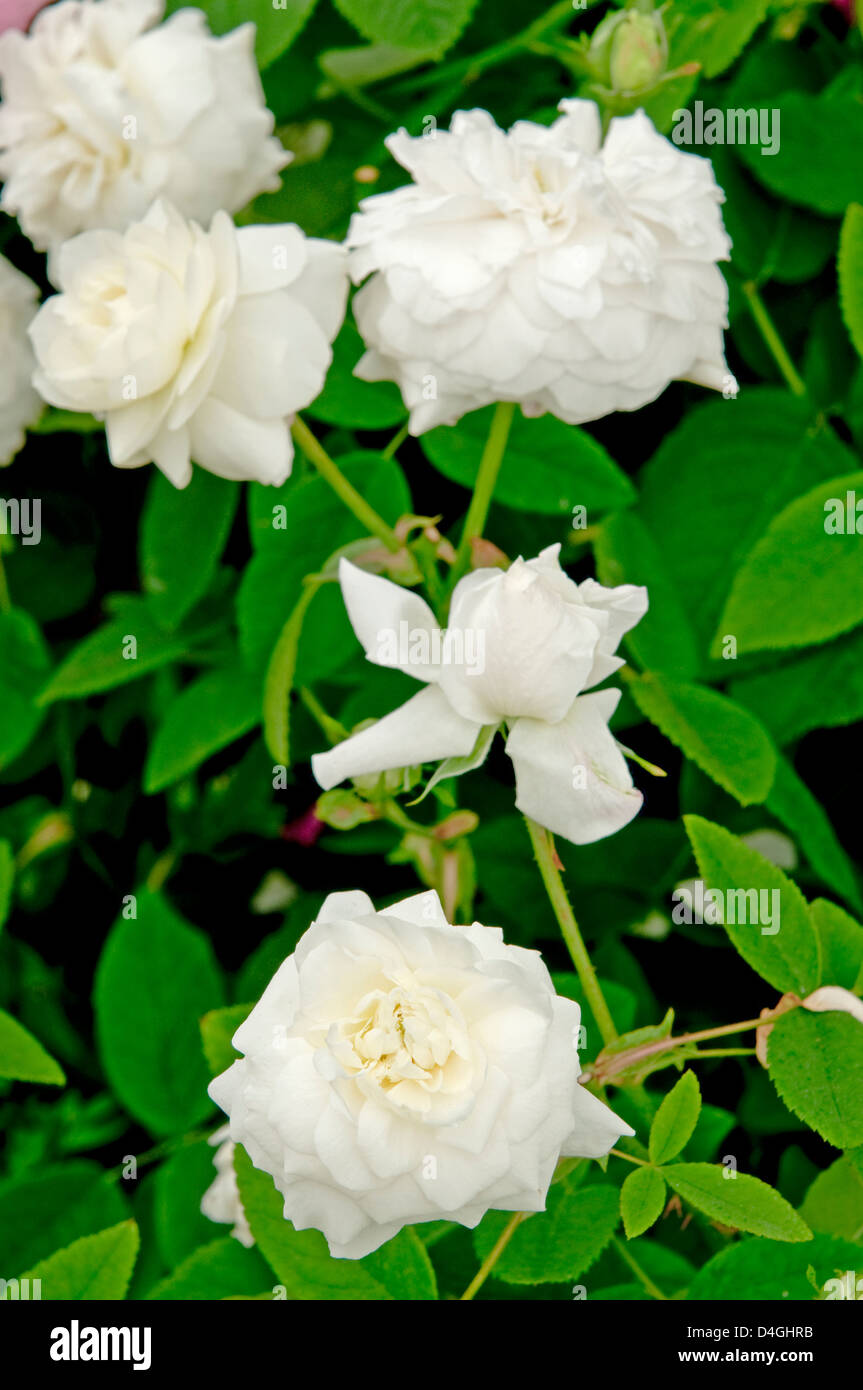 Rosa 'Susan Williams-Ellis' (Auskwirk) nuovo 2010. "L'inglese Rose' Foto Stock
