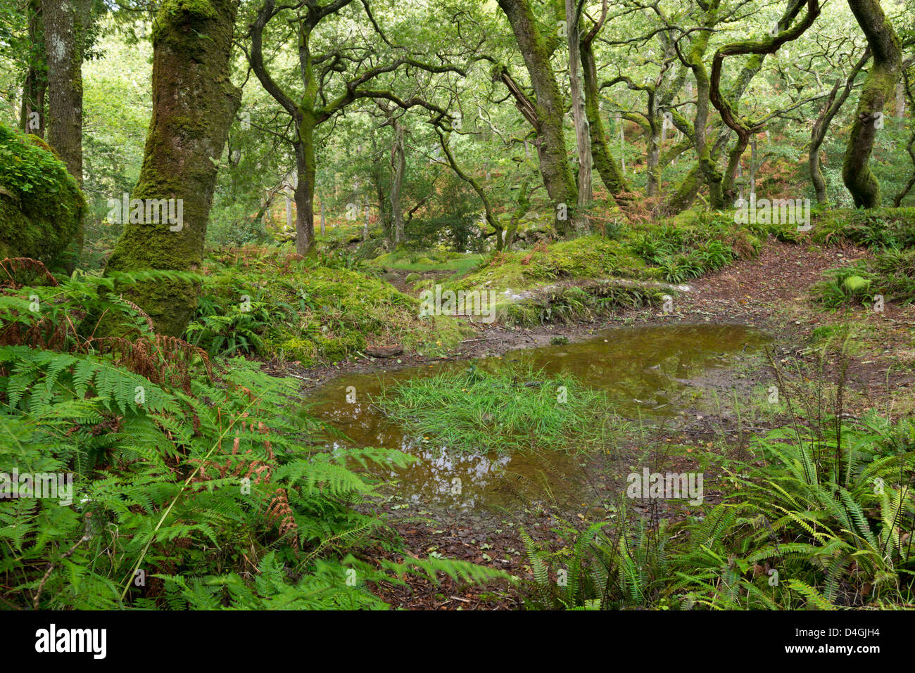 Legno Dewerstone nel Parco Nazionale di Dartmoor, Devon, Inghilterra. In autunno (settembre 2012). Foto Stock