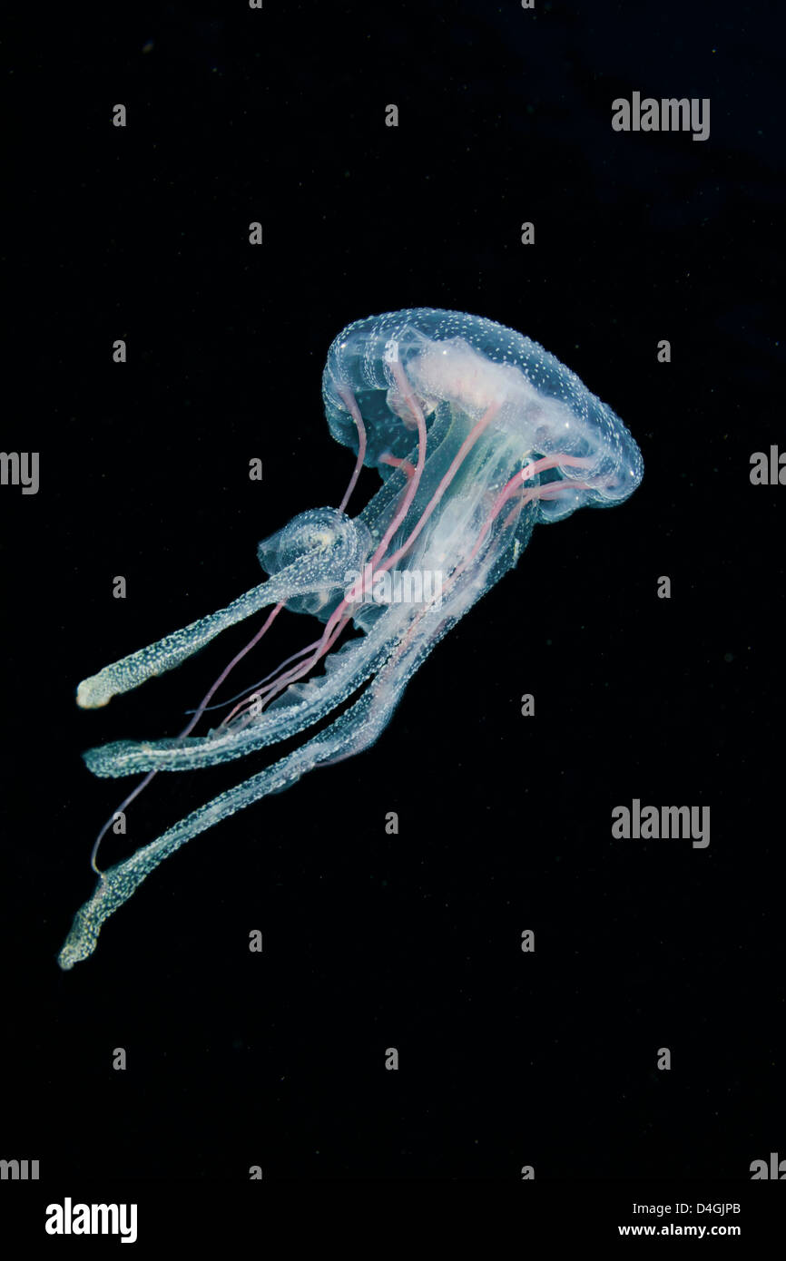 Migliaia di questi medusa luminescente, Pelagia noctiluca, riempito la colonna d'acqua nelle Filippine. Foto Stock