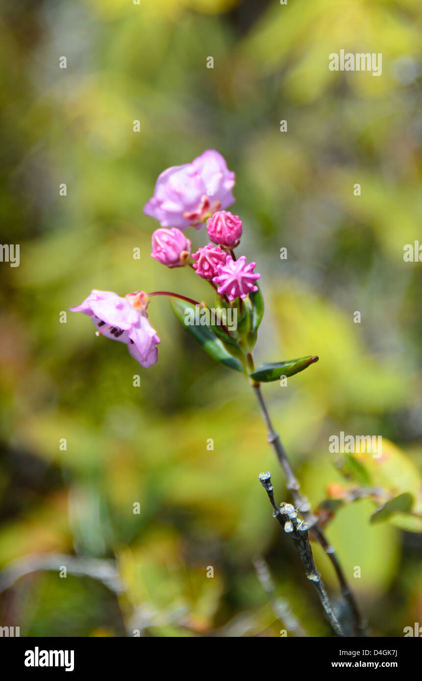 Lambkill (Kalmia angustifolia) fiorire nella Eagle Hill Bog su Campobello Island, New Brunswick. Foto Stock