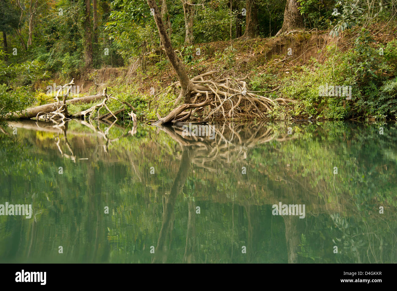 Il tronco e le radici di un albero sono riflessi nell'acqua Foto Stock