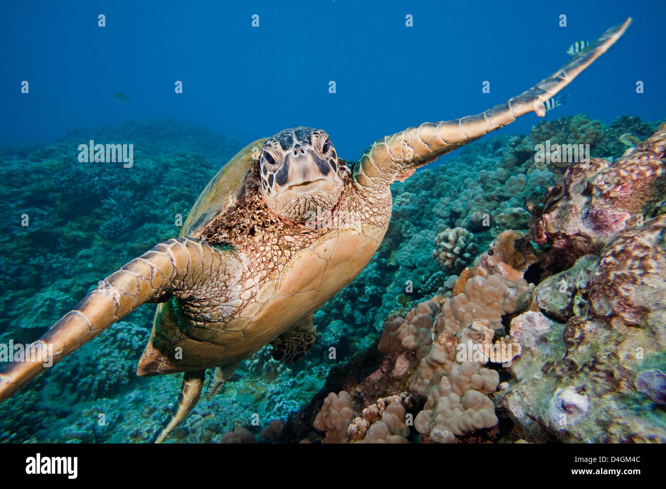 Una tartaruga verde, Chelonia Mydas, al largo della costa di Maui. Questa è una specie in via di estinzione. Hawaii. Foto Stock