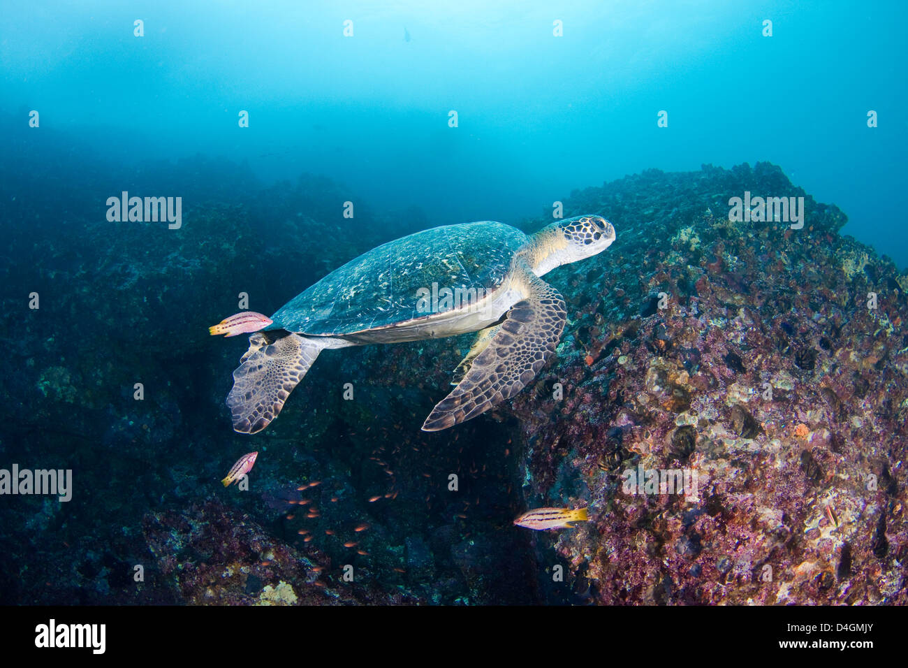 Una specie in via di estinzione, questa tartaruga verde, Chelonia Mydas, viene pulita dal messicano hogfish, Galapagos, Ecuador. Foto Stock