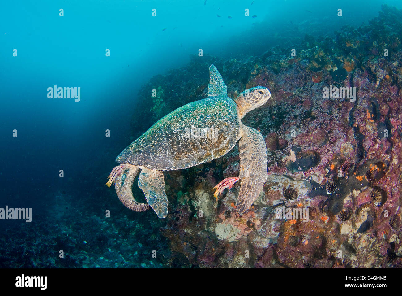 Una specie in via di estinzione, questa tartaruga verde, Chelonia Mydas, viene pulita dal messicano hogfish, Galapagos, Ecuador. Foto Stock