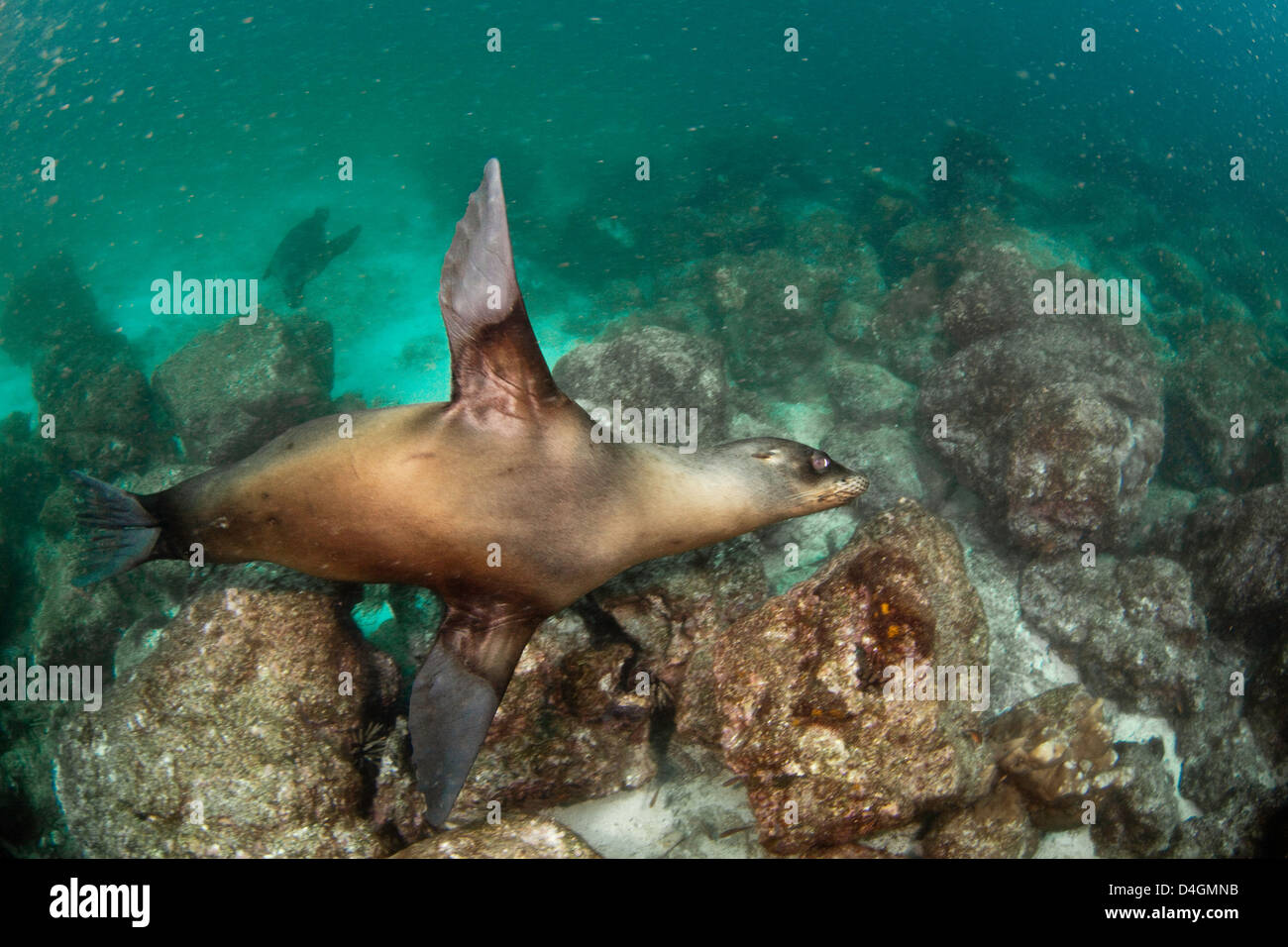 Un Galapagos Sea Lion, Zalophus californianus wollebacki, subacquea off Isola di Santa Cruz, Arcipelago delle Galapagos, Ecuador. Foto Stock