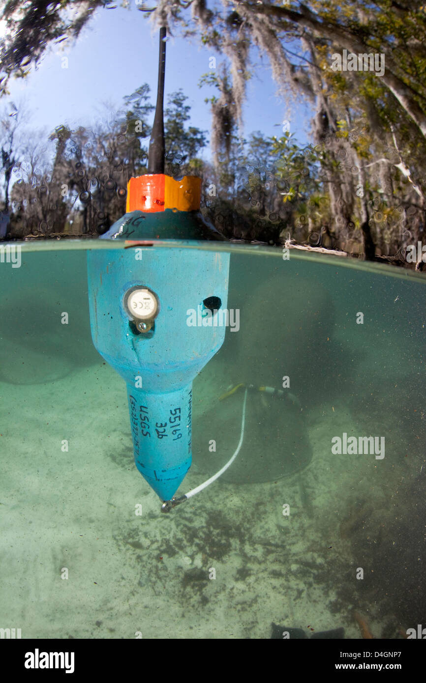 Questo trasmettitore mobile invia un segnale per tenere traccia di questo pericolo Manatee Florida, Trichechus manatus latirostris, Florida, Stati Uniti d'America. Foto Stock