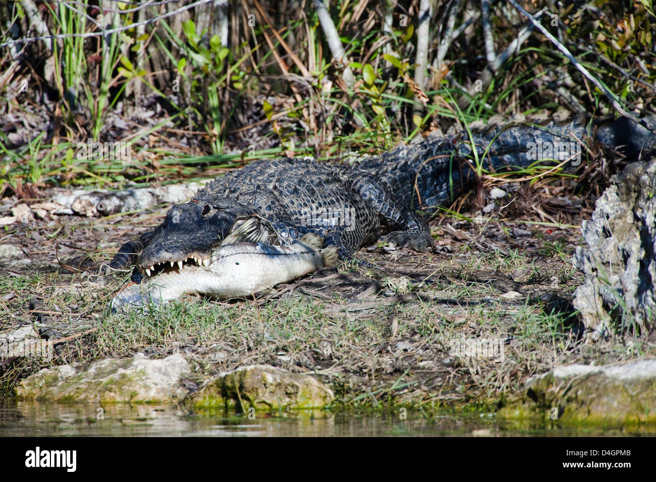 Un American alligator Alligator mississippiensis, detiene un pesce in ganasce in Everglades National Park, Florida. Foto Stock