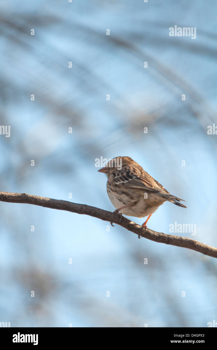 Una femmina di Harris Sparrow su un ramo Foto Stock