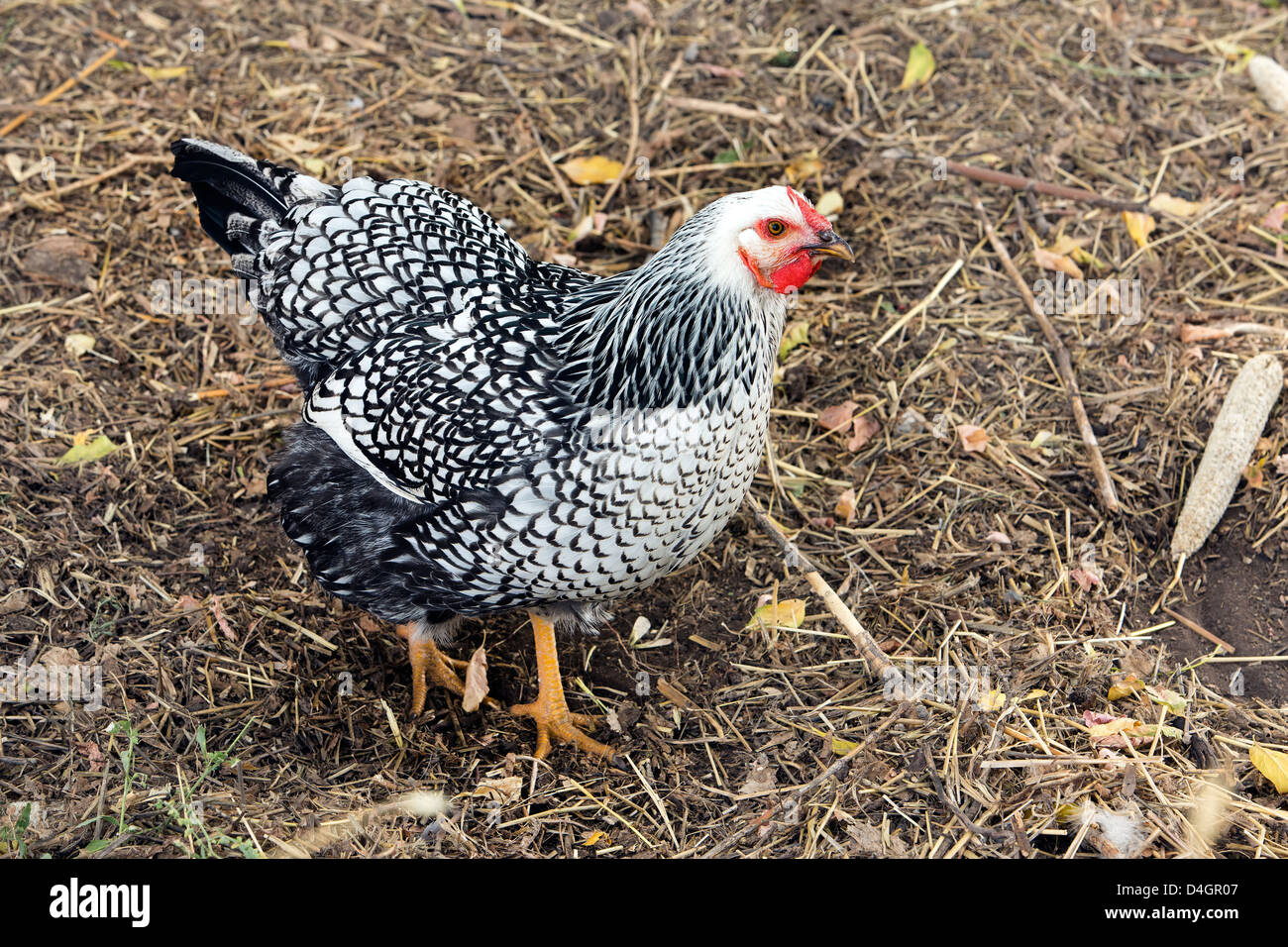 Pollo Gallina cucita argento Wyandotte 3265 Foto Stock