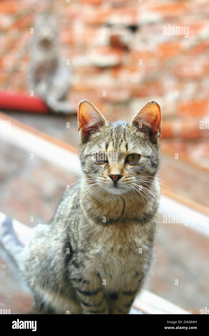 Ritratto di un gatto a strisce guardando la telecamera , un altro gatto di sfondo sfocato Foto Stock