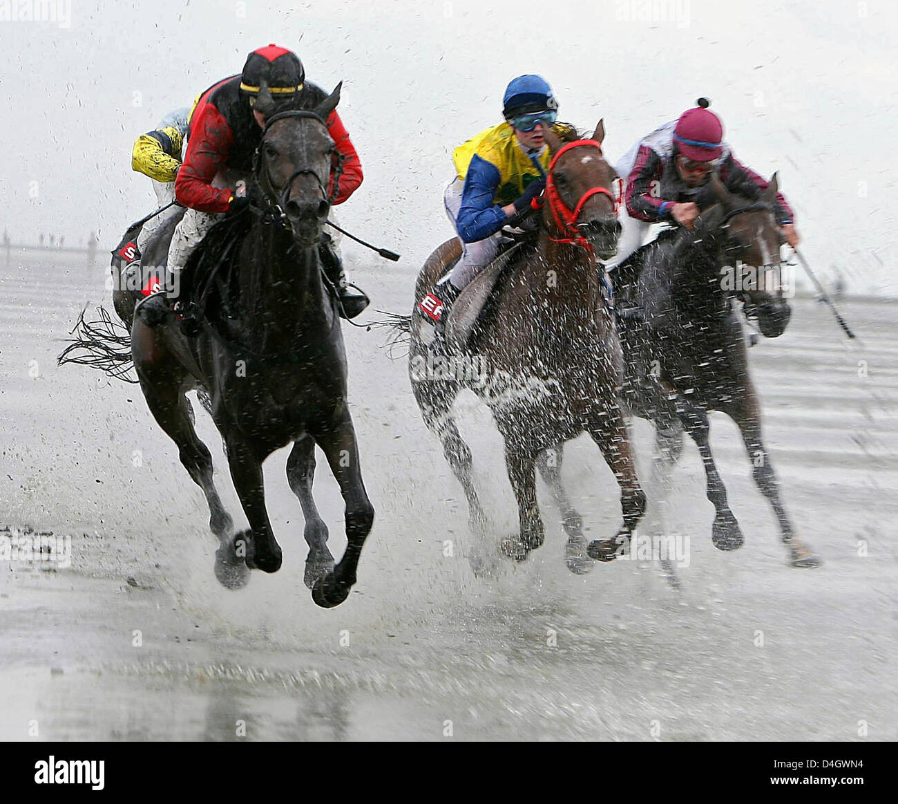 Cavalli partecipare all'Duhner estuario gara presso la spiaggia di Cuxhaven-Duhnen in Cuxhaven, Germania, 13 luglio 2008. Il trotto e galoppo gare sul fondale attrarre alcuni 28.000 visitatori. 120 cavalli lotta per i trofei durante 12 gare. Foto: Carmen Jaspersen Foto Stock