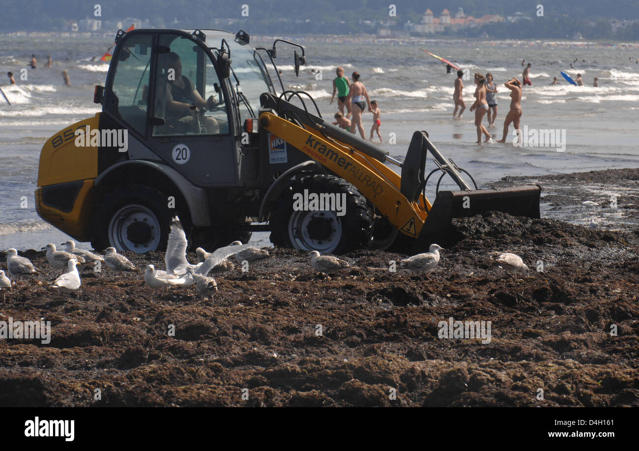 Una pala caricatrice gommata cancella il Batic mare Spiaggia di Prora sull isola di Ruegen, Germania, 28 luglio 2008. I vacanzieri hanno a loro carico in questi giorni con fino a sei metri di brodo marrone fino a raggiungere l'acqua. Secondo la locale amministrazione spa il algea-alga-miscela sabbia saranno disposti entro i prossimi giorni. Foto: Stefan Sauer Foto Stock