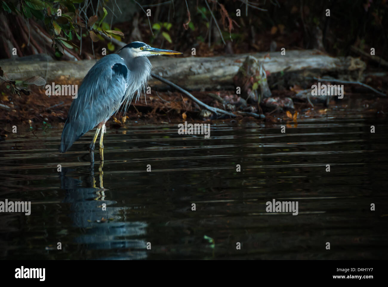 Airone cenerino wading vicino alla riva a Stone Mountain Parco Lago Vicino ad Atlanta, Georgia, Stati Uniti d'America. Foto Stock