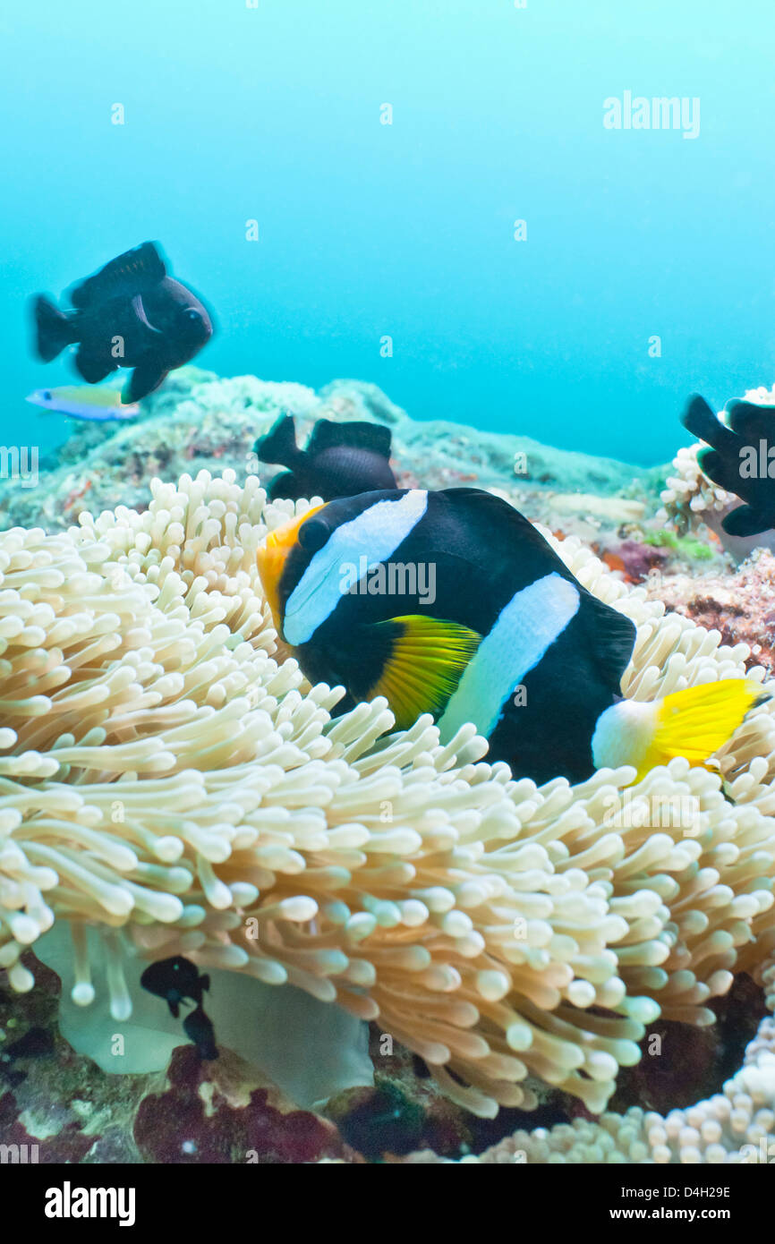 Clark (Anemonefish Amphiprion clarkii,) Thailandia meridionale, sul Mare delle Andamane, Oceano Indiano Foto Stock