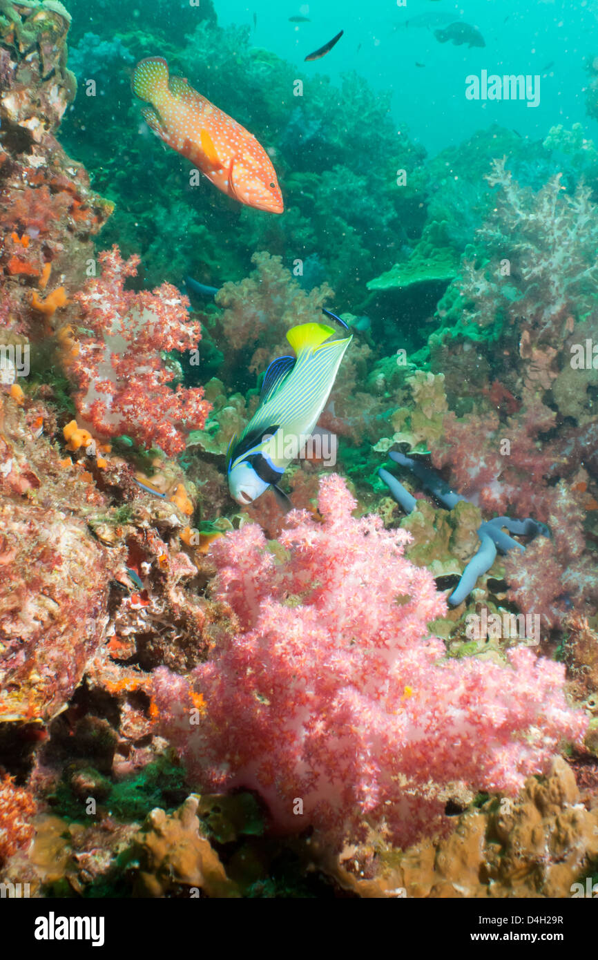 L'imperatore Angelfish (Pomacanthus imperator), Coral Hind (cephalopholis), nel sud della Thailandia, sul Mare delle Andamane, Oceano Indiano Foto Stock