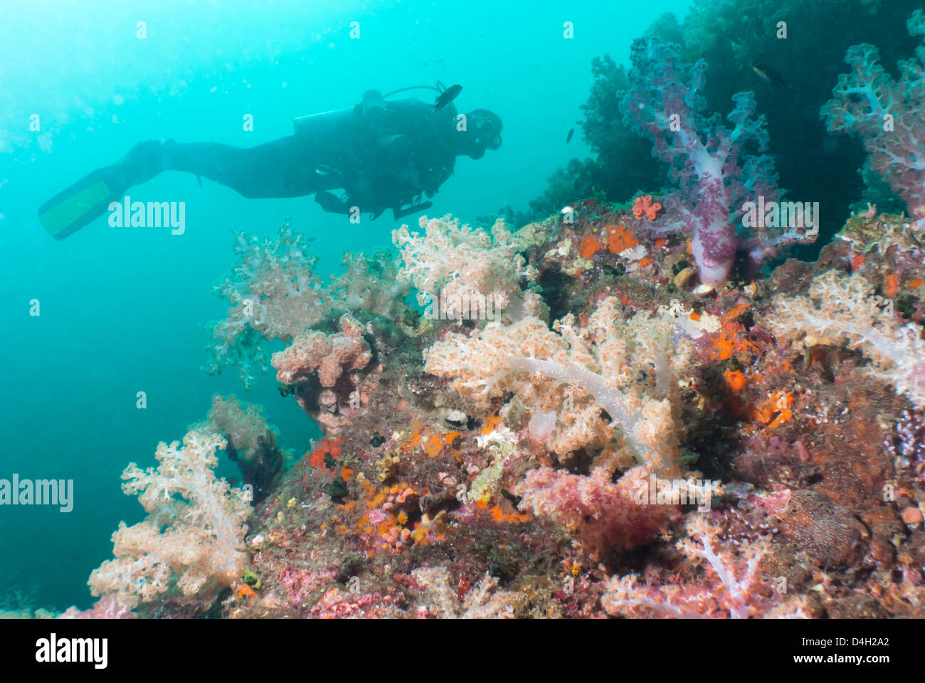 Scunba subacqueo e reef, nel sud della thailandia, tailandia, sul Mare delle Andamane, Oceano Indiano Foto Stock