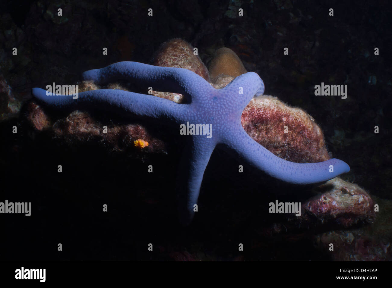 Blue Sea Star (Linckia Laevigata), nel sud della Thailandia, sul Mare delle Andamane, Oceano Indiano Foto Stock