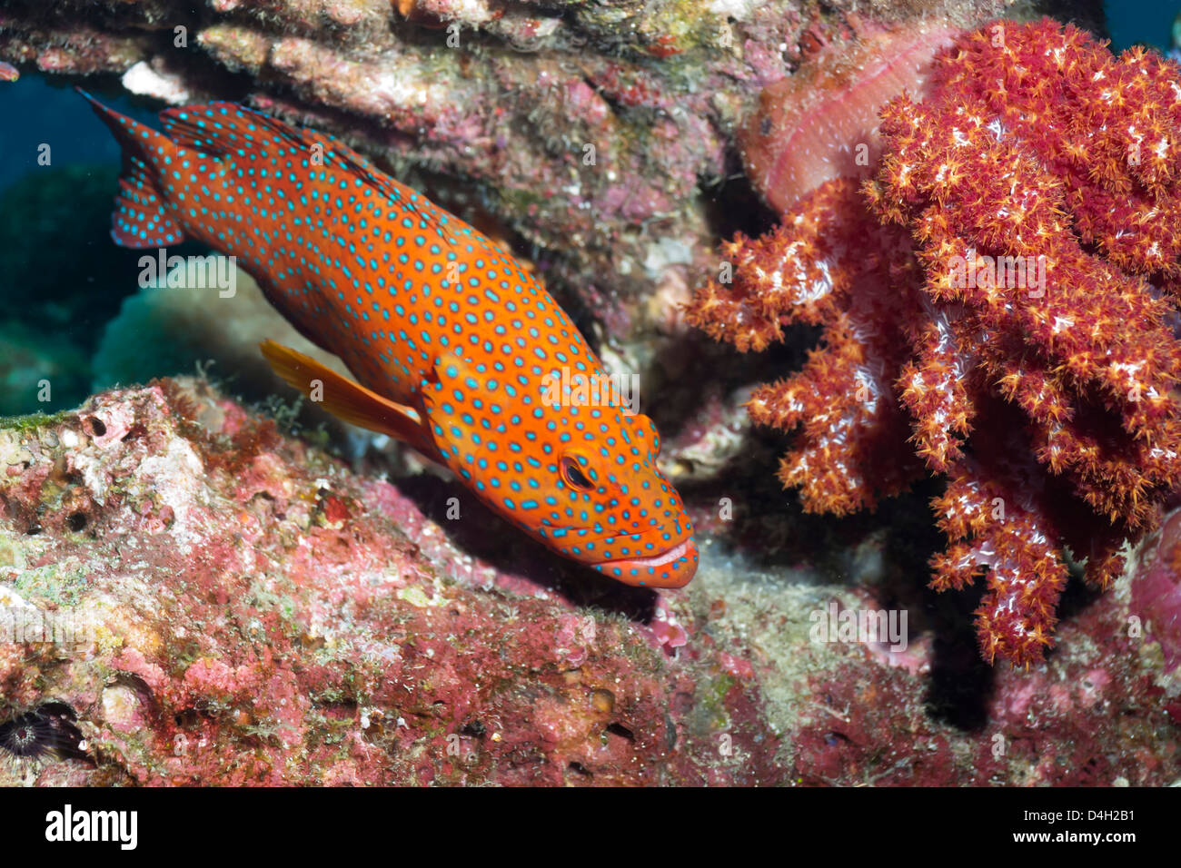 Coral Hind, (cephalopholis), nel sud della Thailandia, sul Mare delle Andamane, Oceano Indiano Foto Stock