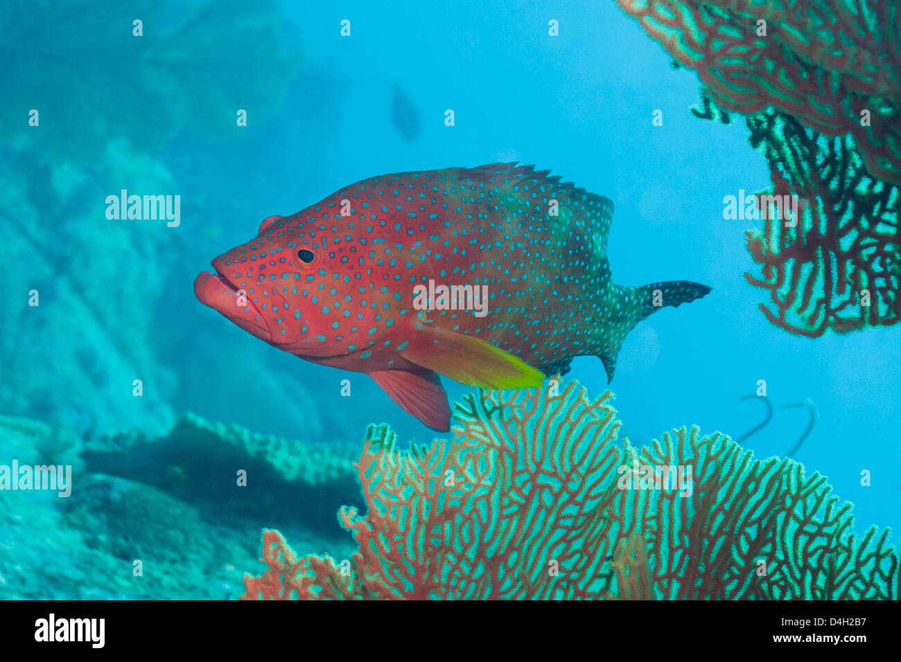 Coral Hind (cephalopholis), nel sud della Thailandia, sul Mare delle Andamane, Oceano Indiano Foto Stock