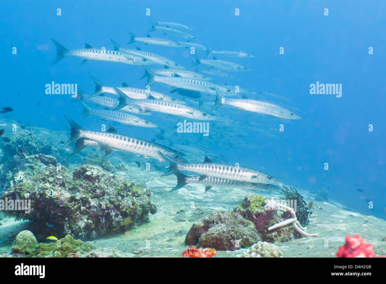 Pickhandle Barracuda, nel sud della Thailandia, sul Mare delle Andamane, Oceano Indiano Foto Stock