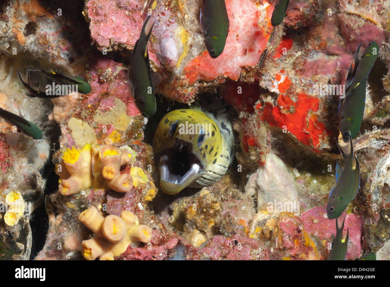 Spot-face moray (Gymnothorax fimbriatus), nel sud della Thailandia, sul Mare delle Andamane, Oceano Indiano Foto Stock