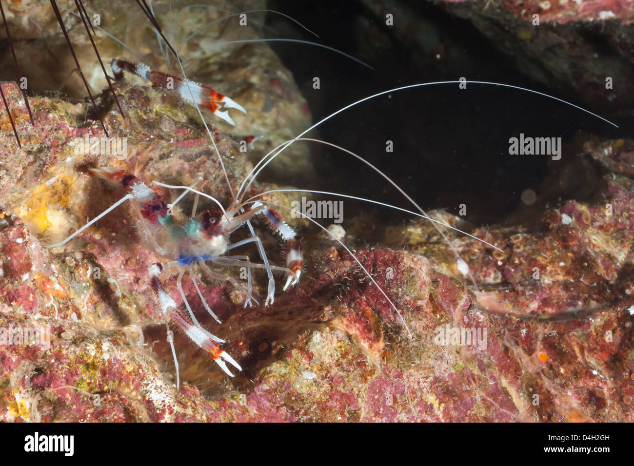 Nastrare boxer (gamberetti Stenopus tenuirostris), nel sud della Thailandia, sul Mare delle Andamane, Oceano Indiano Foto Stock