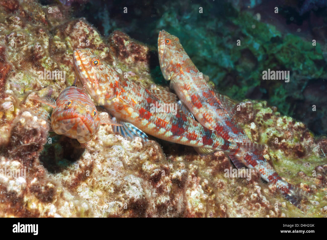 Variegato (lizardfish Synodus variegatus), nel sud della Thailandia, sul Mare delle Andamane, Oceano Indiano, sud-est asiatico Foto Stock