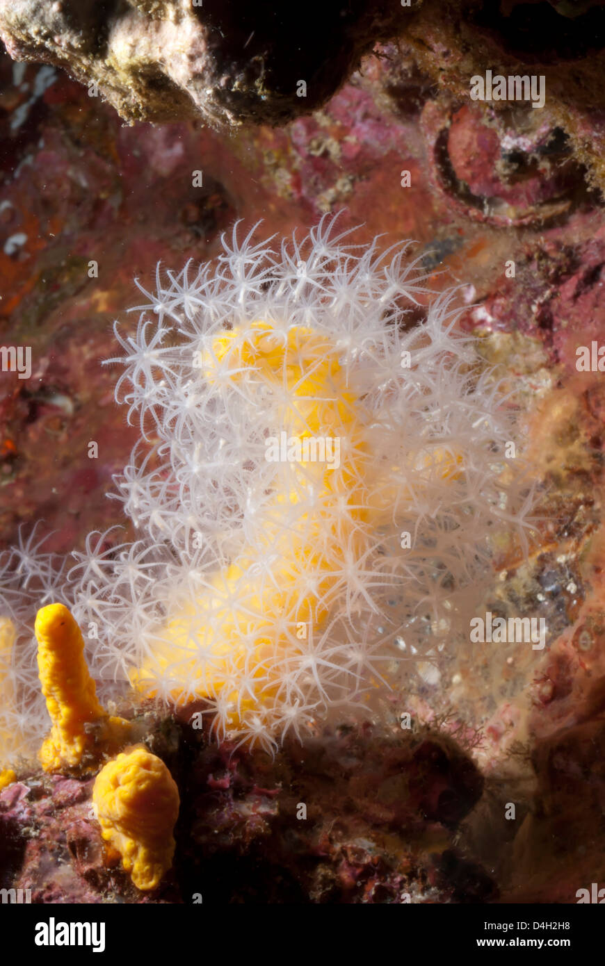 Soft Coral, nel sud della Thailandia, sul Mare delle Andamane, Oceano Indiano, sud-est asiatico Foto Stock