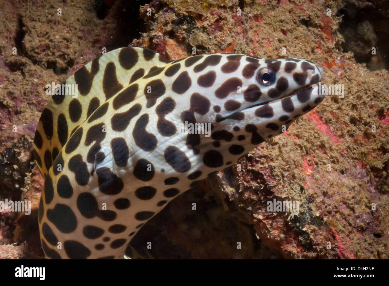Spotted moray (Gymnothorax isingteena), SouthernThailand, sul Mare delle Andamane, Oceano Indiano, sud-est asiatico Foto Stock