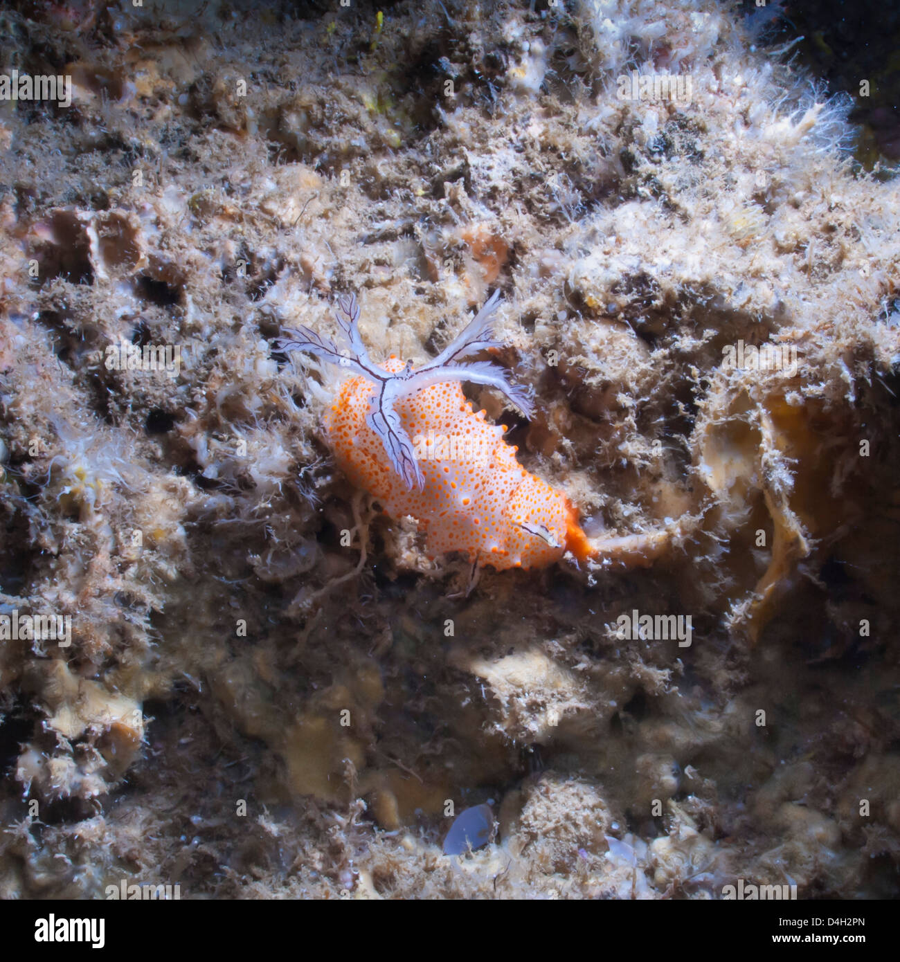 Nudibranch (Halgerda batangas), nel sud della Thailandia, sul Mare delle Andamane, Oceano Indiano, sud-est asiatico Foto Stock