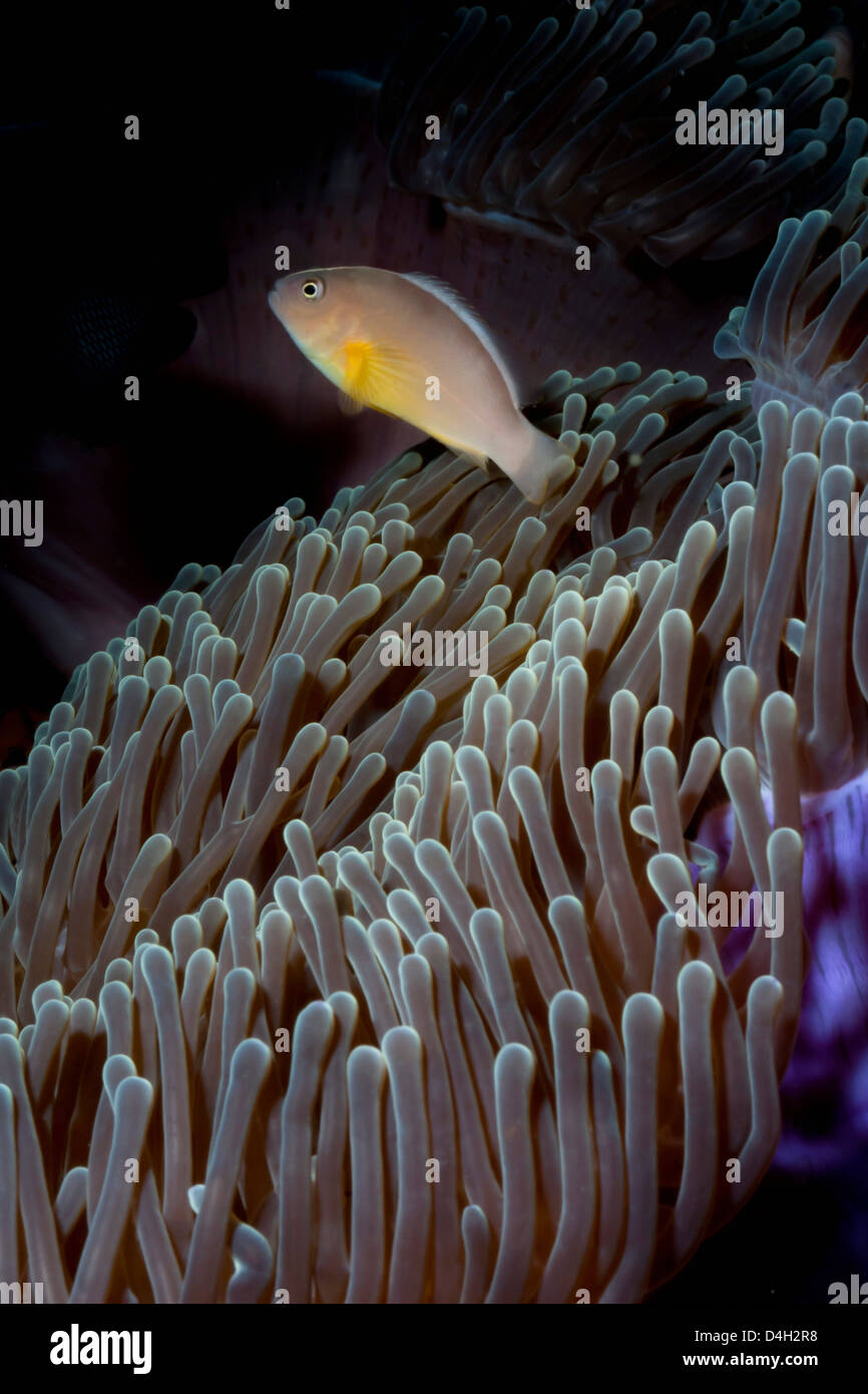 Anemonefish (Amphiprion ocellaris) e anemone marittimo, nel sud della Thailandia, sul Mare delle Andamane, Oceano Indiano, sud-est asiatico Foto Stock
