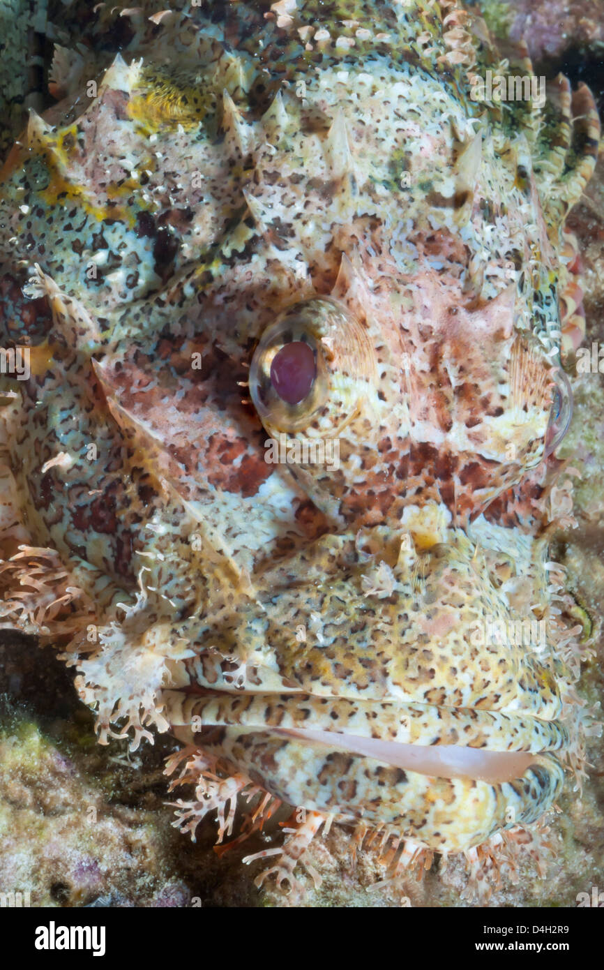Scorfani (Scorpaenopsis), nel sud della Thailandia, sul Mare delle Andamane, Oceano Indiano, sud-est asiatico Foto Stock