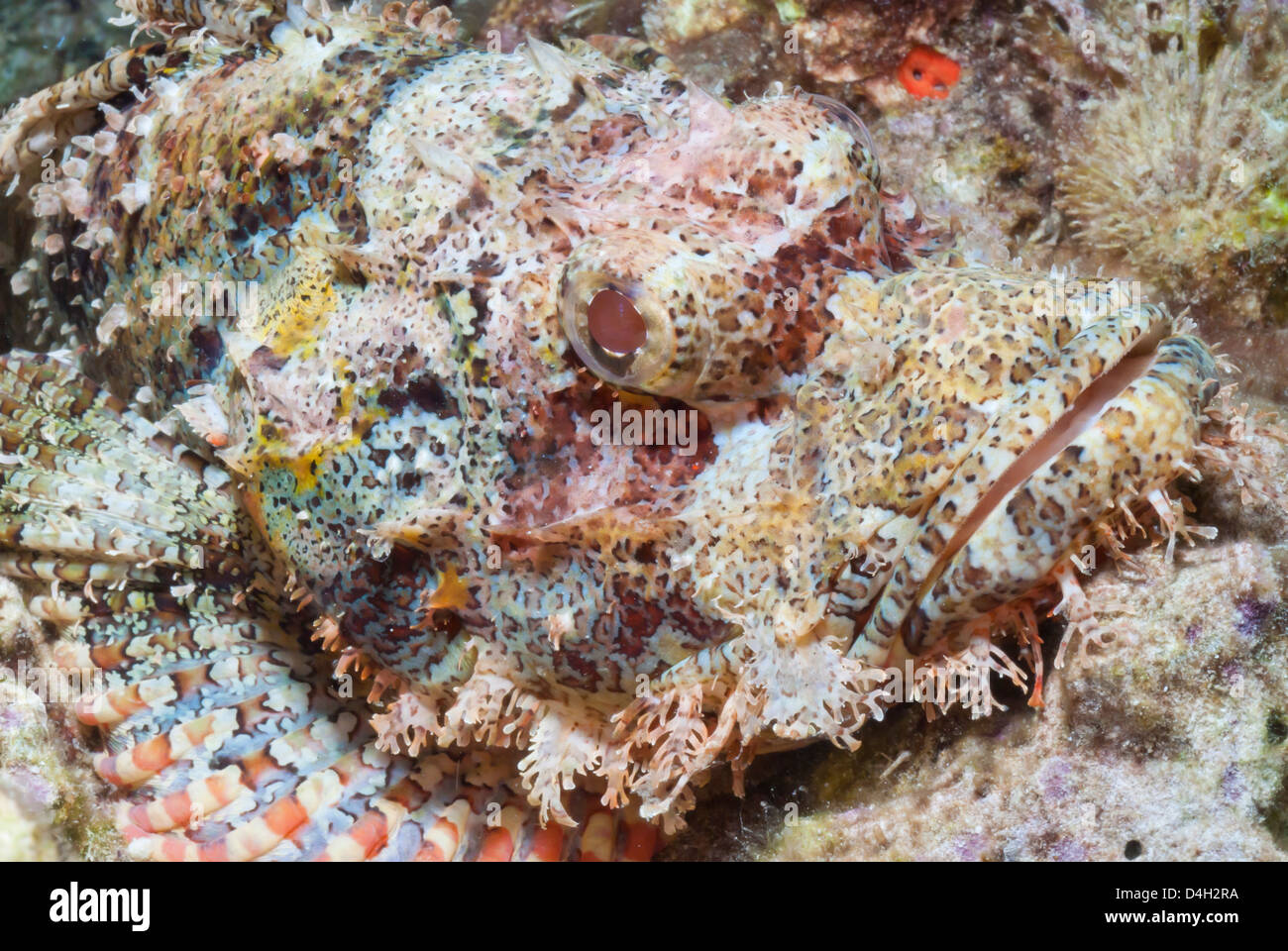 Scorfani (Scorpaenopsis), nel sud della Thailandia, sul Mare delle Andamane, Oceano Indiano, sud-est asiatico Foto Stock