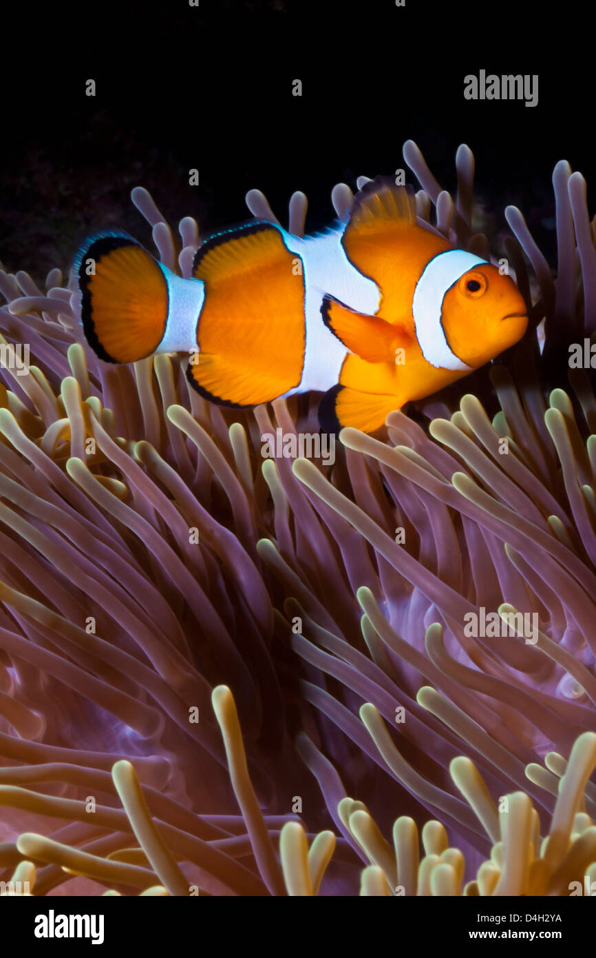 Western clown anemonefish e anemone marittimo, nel sud della Thailandia, sul Mare delle Andamane, Oceano Indiano, sud-est asiatico Foto Stock