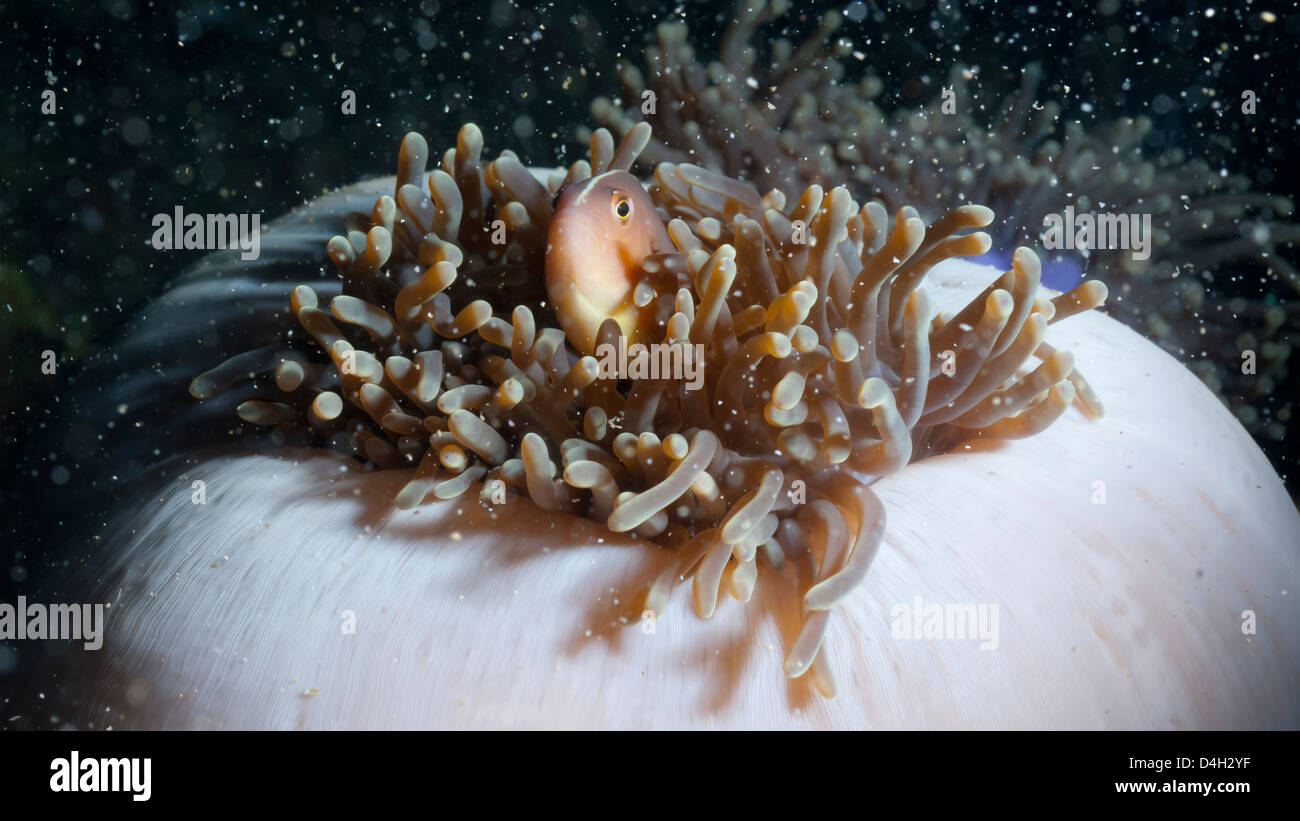 Anemonefish (Amphiprion ocellaris) e anemone marittimo, nel sud della Thailandia, sul Mare delle Andamane, Oceano Indiano, sud-est asiatico Foto Stock