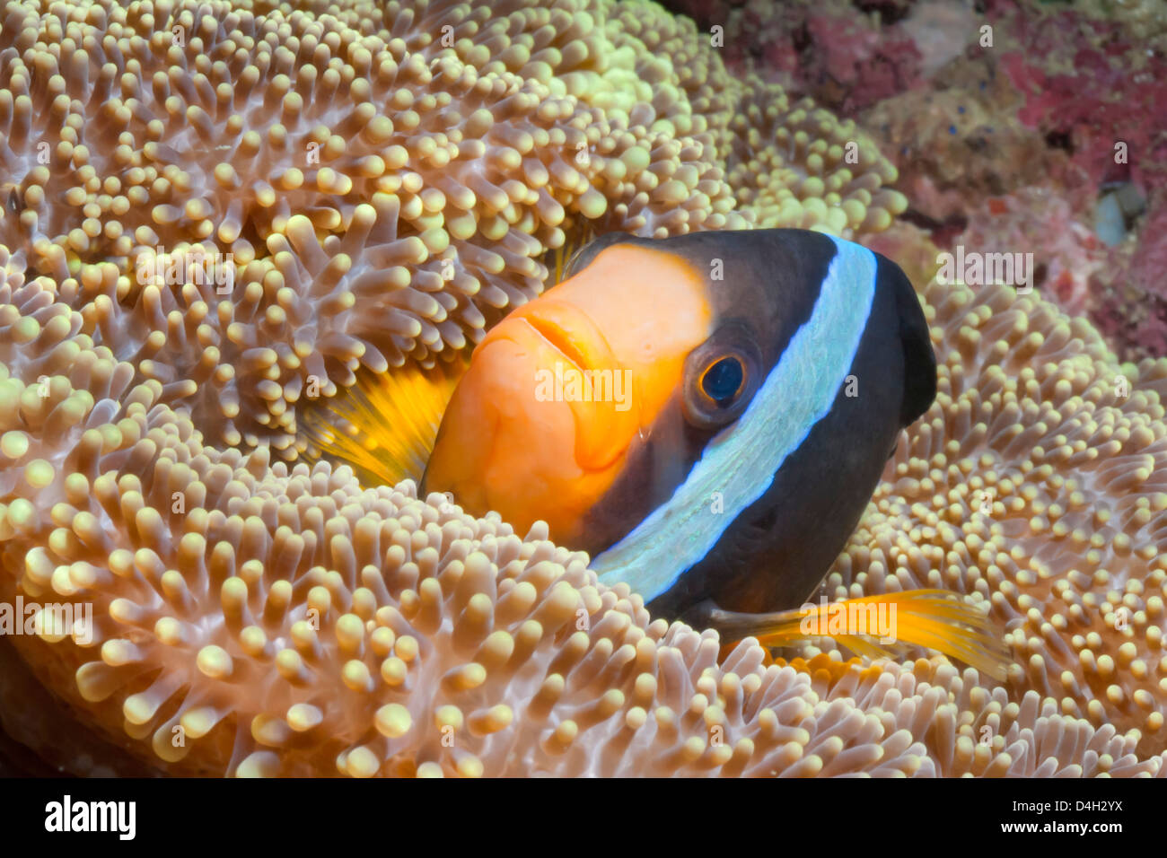 Clark (anemonefish Amphiprion clarkii), nel sud della Thailandia, sul Mare delle Andamane, Oceano Indiano, sud-est asiatico Foto Stock