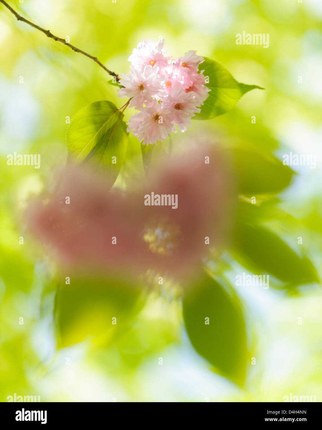Ciliegia giapponese, Prunus serrulata, in stretta fino, Svezia, Europa Foto Stock