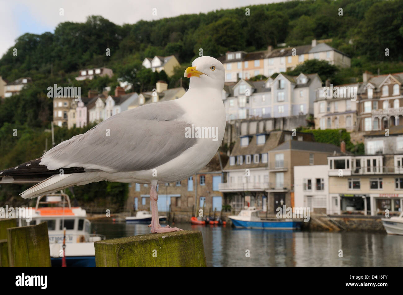 Aringhe adulte gabbiano in piedi sul palo di legno da Looe harbour con case in background, Looe, Cornwall, England, Regno Unito Foto Stock