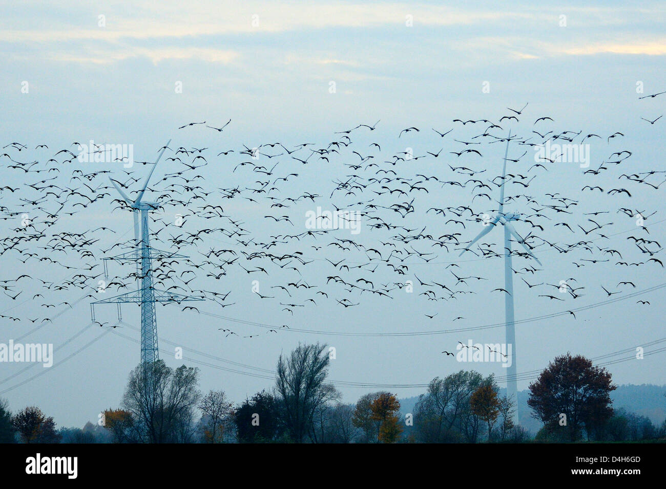 Gru comune e rosa footed oche (Anser brachyrhyncus) volare in prossimità di tralicci e delle turbine a vento, Germania Foto Stock