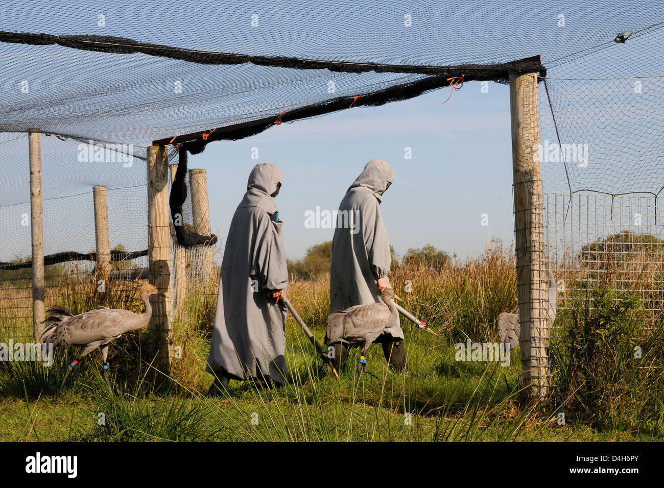 Eurasian gru essendo portato fuori voliera da due genitori surrogato sui livelli di Somerset, Somerset, Inghilterra, Regno Unito Foto Stock