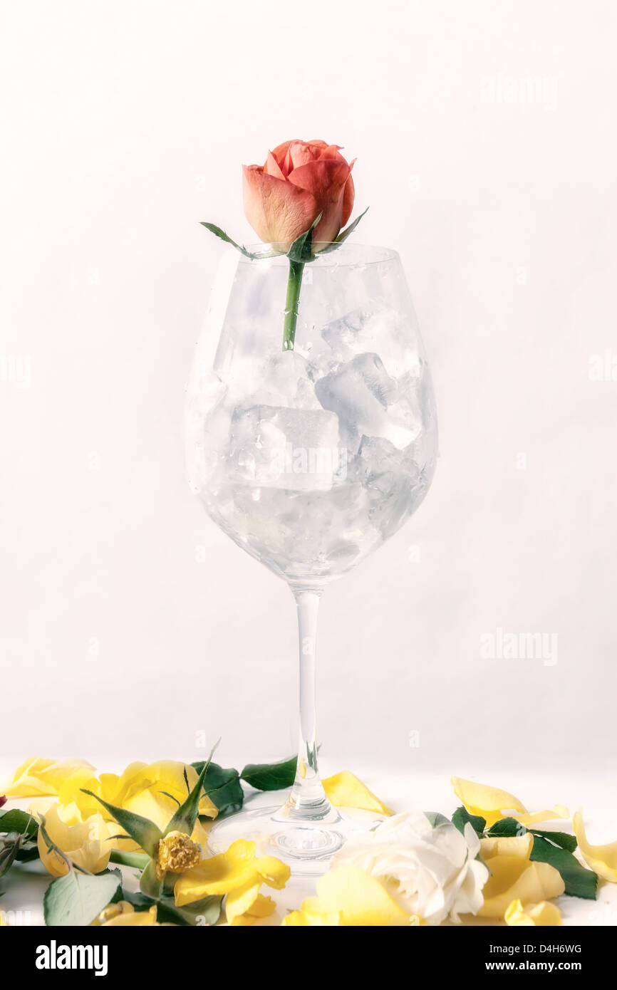 Un rose appassite in un bicchiere pieno di cubetti di ghiaccio Foto Stock