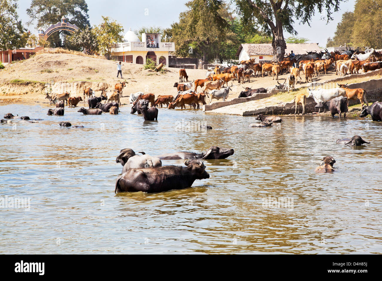 Gujarat paesaggio rurale dell'India di bovini provenienti da acqua e bagno, raffreddare dal forno caldo sole si imbrancò da pastore Foto Stock
