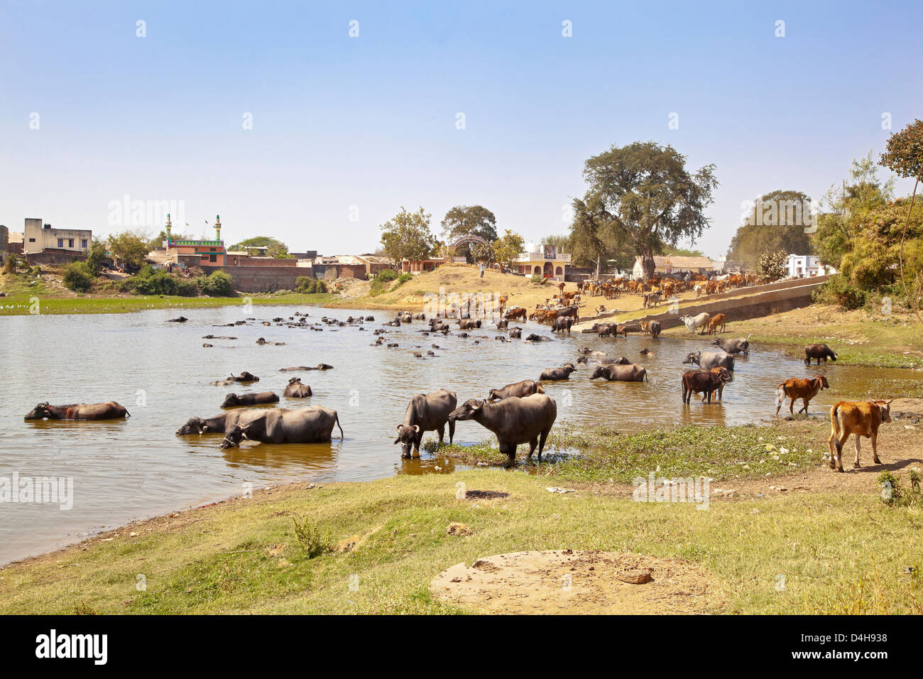 Gujarat villaggio nel paesaggio rurale dell'India di bovini provenienti da acqua e bagno, raffreddare dalla cottura caldo sole Foto Stock