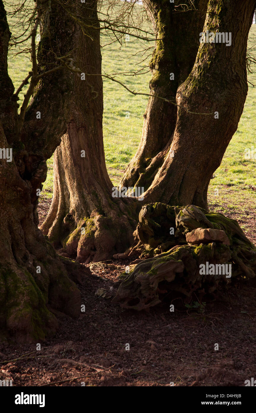 Il muschio cresce su albero maturo, soleggiato, le trame, le ombre, lato illuminato, inverno Foto Stock