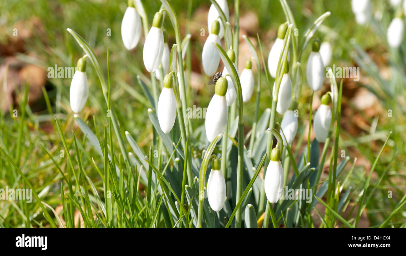 Snowdrops sun Foto Stock