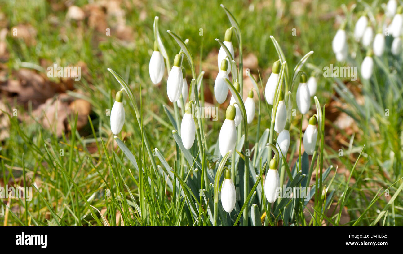 Snowdrops sun Foto Stock